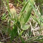 Orchis anthropophora 葉