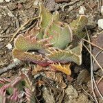 Faucaria tigrina Anders