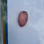 Dacryodes edulis Fruit