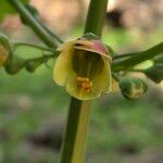 Scrophularia trifoliata Fula