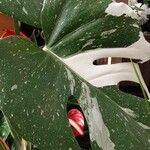 Monstera deliciosa Leaf