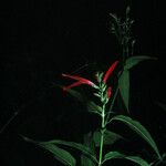 Dianthera secunda 花