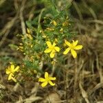 Hypericum linariifolium Flor