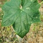 Luffa cylindrica برگ