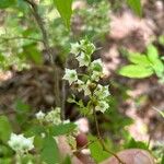 Vaccinium stamineum Flower