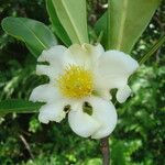 Gordonia fruticosa Flower