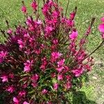 Gaura lindheimeriLorea