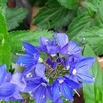 Veronica austriaca Flower