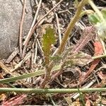 Reseda phyteuma Leaf