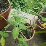 Brugmansia aurea 整株植物