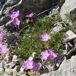 Erodium rodiei Облик