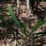 Phyllanthus epiphyllanthus Övriga
