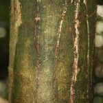 Licania laevigata 树皮