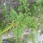 Amaranthus viridis Feuille