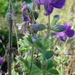 Salvia viridis Habitat