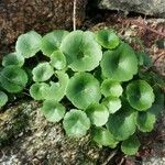 Umbilicus rupestris Leaf