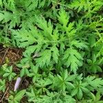 Parthenium hysterophorus Leaf