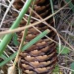 Picea abies ফল