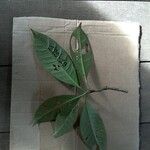 Tovomita longifolia Blatt