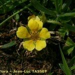 Potentilla brauneana Blomst