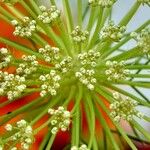 Ammi majus फूल