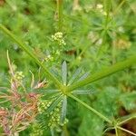 Galium album Leaf