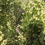 Baccharis sarothroides Flower