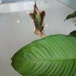 Spathiphyllum wallisii Квітка