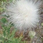 Cirsium vulgare Fruit