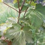 Acer glabrum Leaf