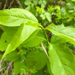 Euonymus latifoliusList