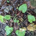 Lunaria rediviva عادت