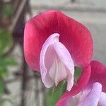 Lathyrus odoratus 花