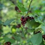 Prunus virginiana Owoc