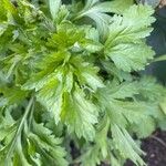 Artemisia princeps List
