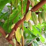 Theobroma cacao 果實