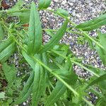 Camelina sativa ഇല