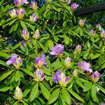 Rhododendron ponticum Habit