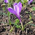 Crocus neapolitanus Costuma