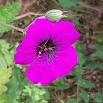 Geranium psilostemon Blomma