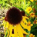 Echinacea paradoxa Fleur