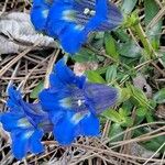 Gentiana acaulis Hábito