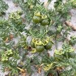 Solanum triflorum Fruit