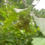 Corylus americana Fruit