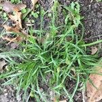 Cyperus hortensis عادت داشتن