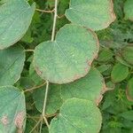 Cercidiphyllum japonicum Leaf