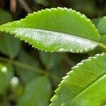 Rosa pendulina Hoja