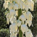 Hesperoyucca whipplei Flower