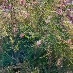 Abelia chinensis Flower