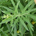 Linaria purpurea Blad